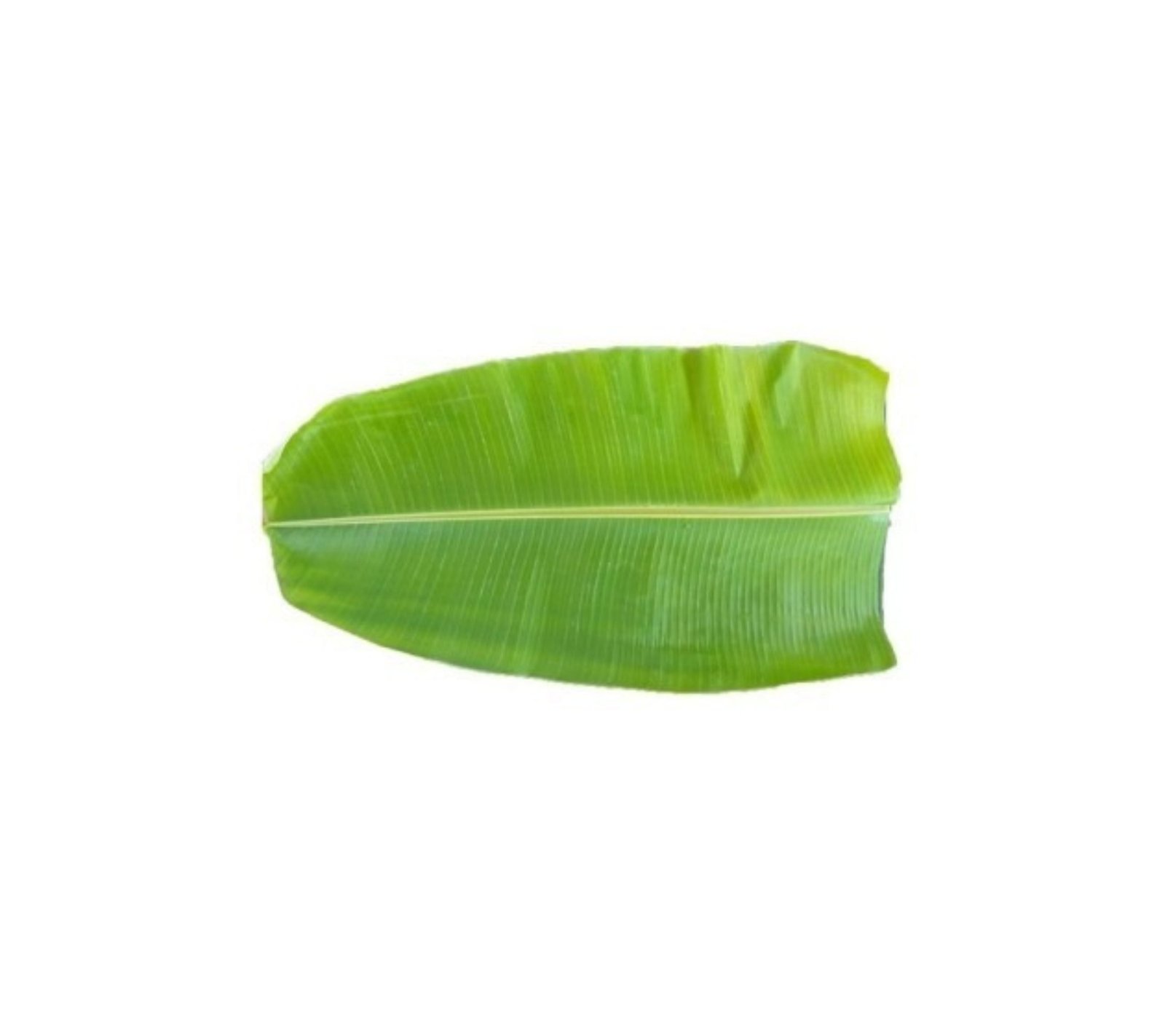 Banana Leaf / வாழை இலை(1 Piece) – Aptso Mart