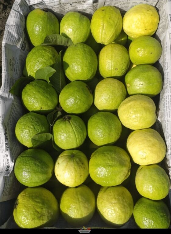 Fresh Guava Fruits from Aptso Mart Online Grocery Store-Palani Ayakudi