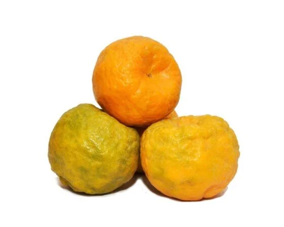 Nagpur Oranger