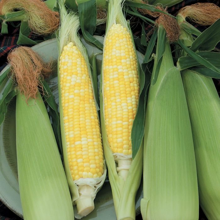 Normal Corn From Aptso Mart Online Grocery Shopping Store Coimbatore