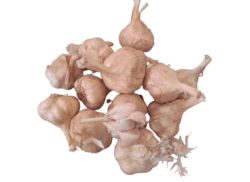 கொடைக்கானல் மலை பூண்டு நலமே நலம் Kodaokanal Hill garlic