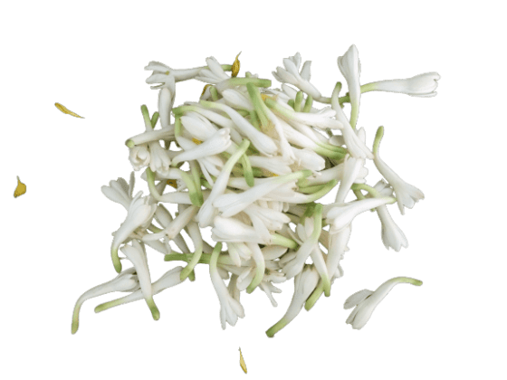சம்மங்கி பூ Sammangi Flowers