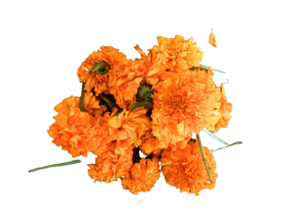ஆரஞ்சு சாமந்தி பூ Orange Marigold Flowers