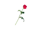 Cut Rose with Stem / ரோஜா(50g)