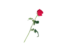 Cut Rose Red