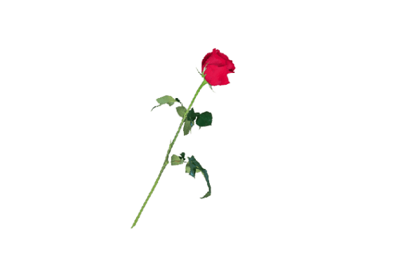 Cut Rose Red