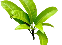 மா இலை mango leaf Pooja Leaf