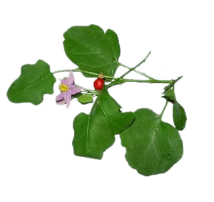 தூதுவளை கீரை