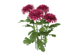 Chrysanthemum கிரிஸான்தமம்