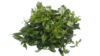 Karisalankanni Spinach /மஞ்சள் கரிசலாங்கண்ணி கீரை