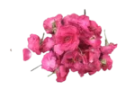 பன்னீர் ரோஜா Panneer Rose flowers