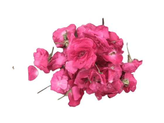 பன்னீர் ரோஜா Panneer Rose flowers