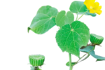 Thuthi Leaf / துத்தி கீரை